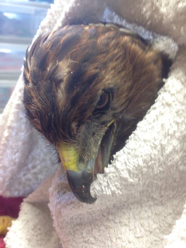 男子用体温救活一只冻僵的老鹰,老鹰温顺的就像小母鸡