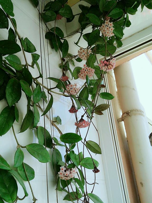 球兰(球兰叶的功效和作用)