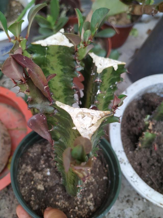 龙骨想要窜屋顶,根基要硬!这样修剪窜到十几米不倒,插个枝就活