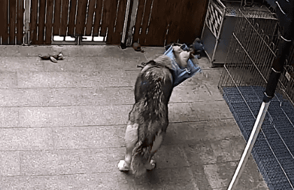 拆家二哈突然变安静,担心出意外,调出监控一看 笑坏了