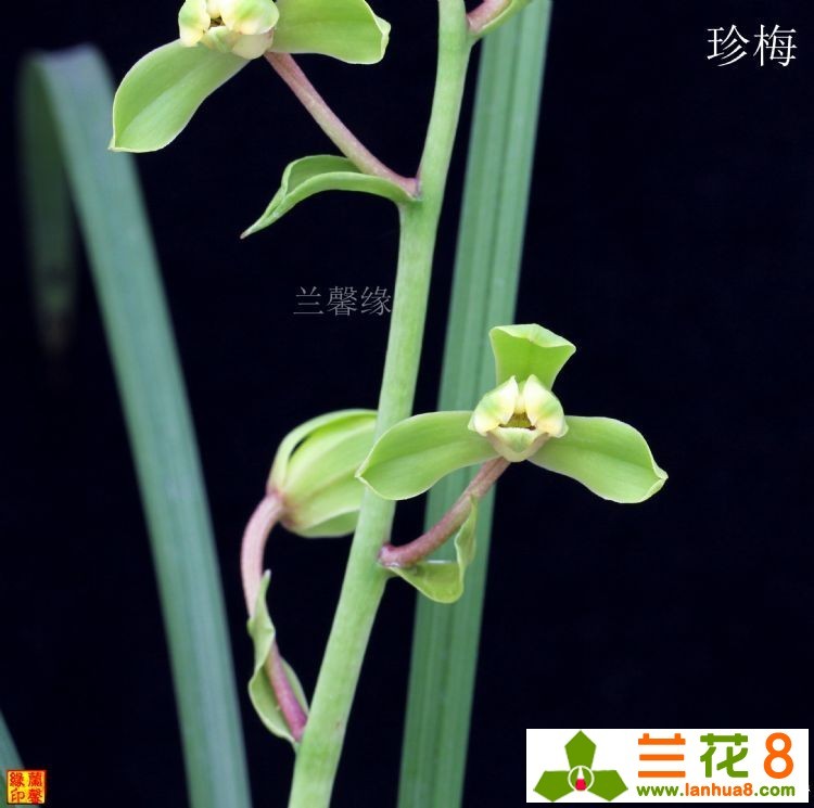 兰馨缘2018年蕙兰珍梅开品|蕙兰|兰馨_新浪新闻