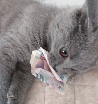 猫咪见钱不认人,猫:别动!这是用来买小鱼干的,主人:我的刀呢