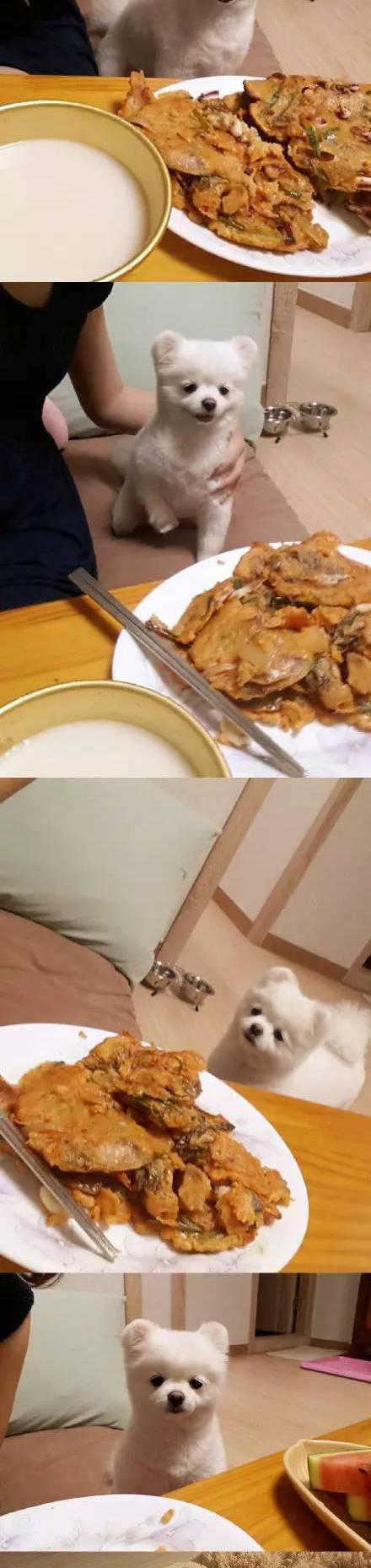 狗狗看着桌上的食物一点点被吃光,生无可恋