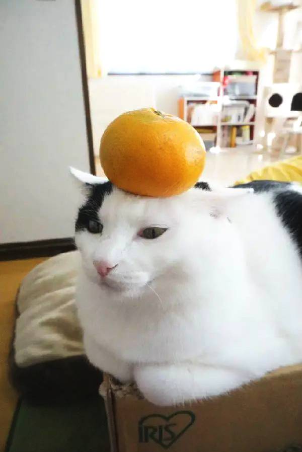 奶牛猫告诉你!好傻还可爱