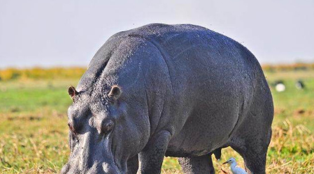 河马,蟒蛇和鳄鱼谁更厉害?看完解释才知道,河马不过如此