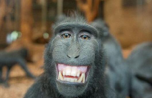 动物界的8种笑容,猎豹的"姚明式笑"瞬间就吸引了我的眼球