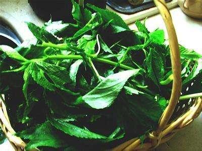 农村这植物曾作为绳子用,现在30元一斤成保健菜,几乎绝种|红麻|麻叶