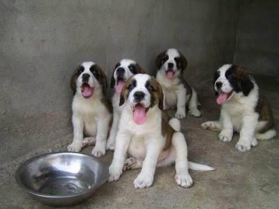 为什么有养鸡场却没有养狗厂?原因你现在知道还不算晚!