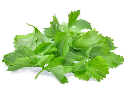 芹菜叶不能和什么一起吃,芹菜叶和什么相克