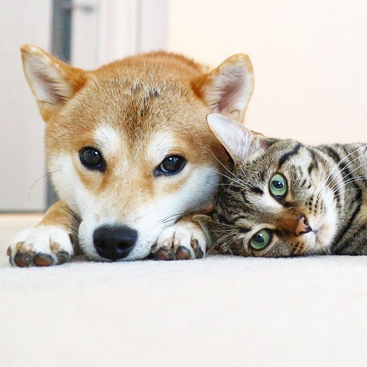 蠢萌柴柴和高冷猫咪的日常没头脑和不高兴67