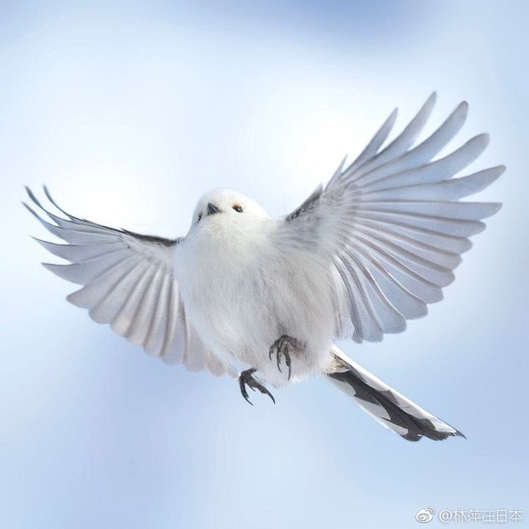 如何挖掘和优化长尾关键词 SEO提升效果秘籍