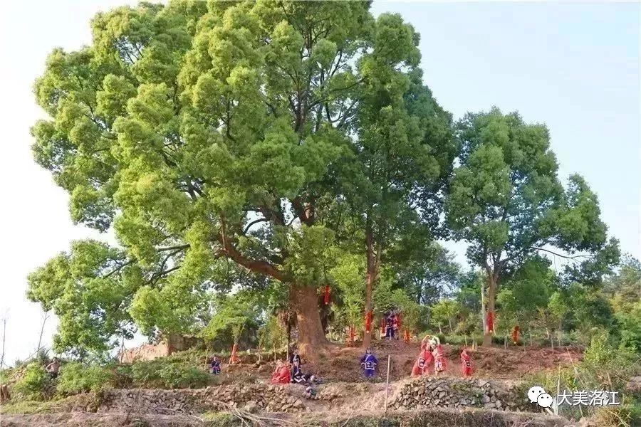 艾优网络科技成员介绍 洛江区由来与旅游景点