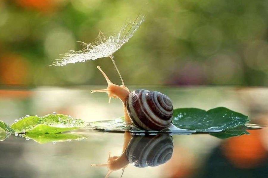 这组动物撑伞瞬间照,治愈了所有人!