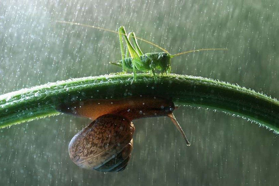 这组动物撑伞瞬间照,治愈了所有人!