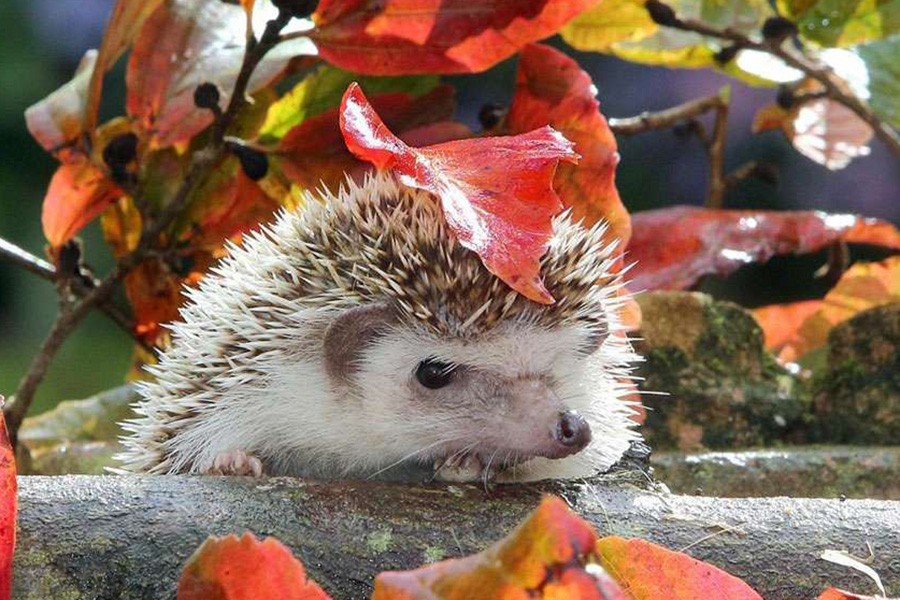 这组动物撑伞瞬间照,治愈了所有人!