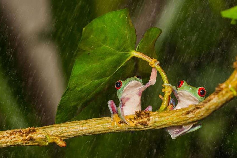 这组动物撑伞瞬间照,治愈了所有人!