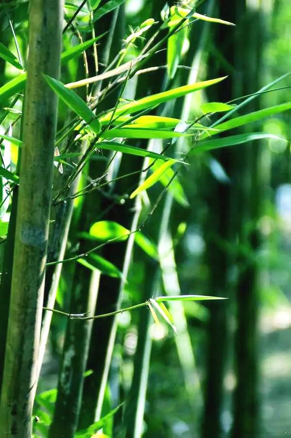 竹之景,竹之韵