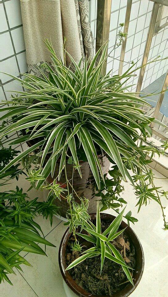 养吊兰记好这几件事,吊兰不停抽小吊,叶子比硬币还宽