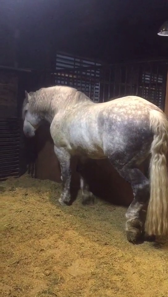 一吨重的巨型马,见者马上接好运! 转发这匹肥马