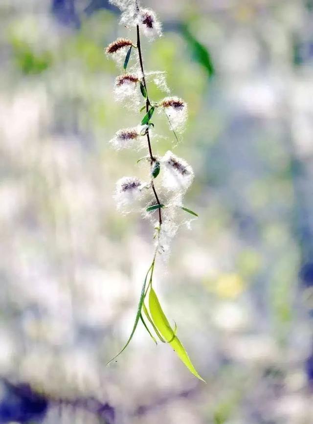 诗词鉴赏春风不解禁杨花蒙蒙乱扑行人面
