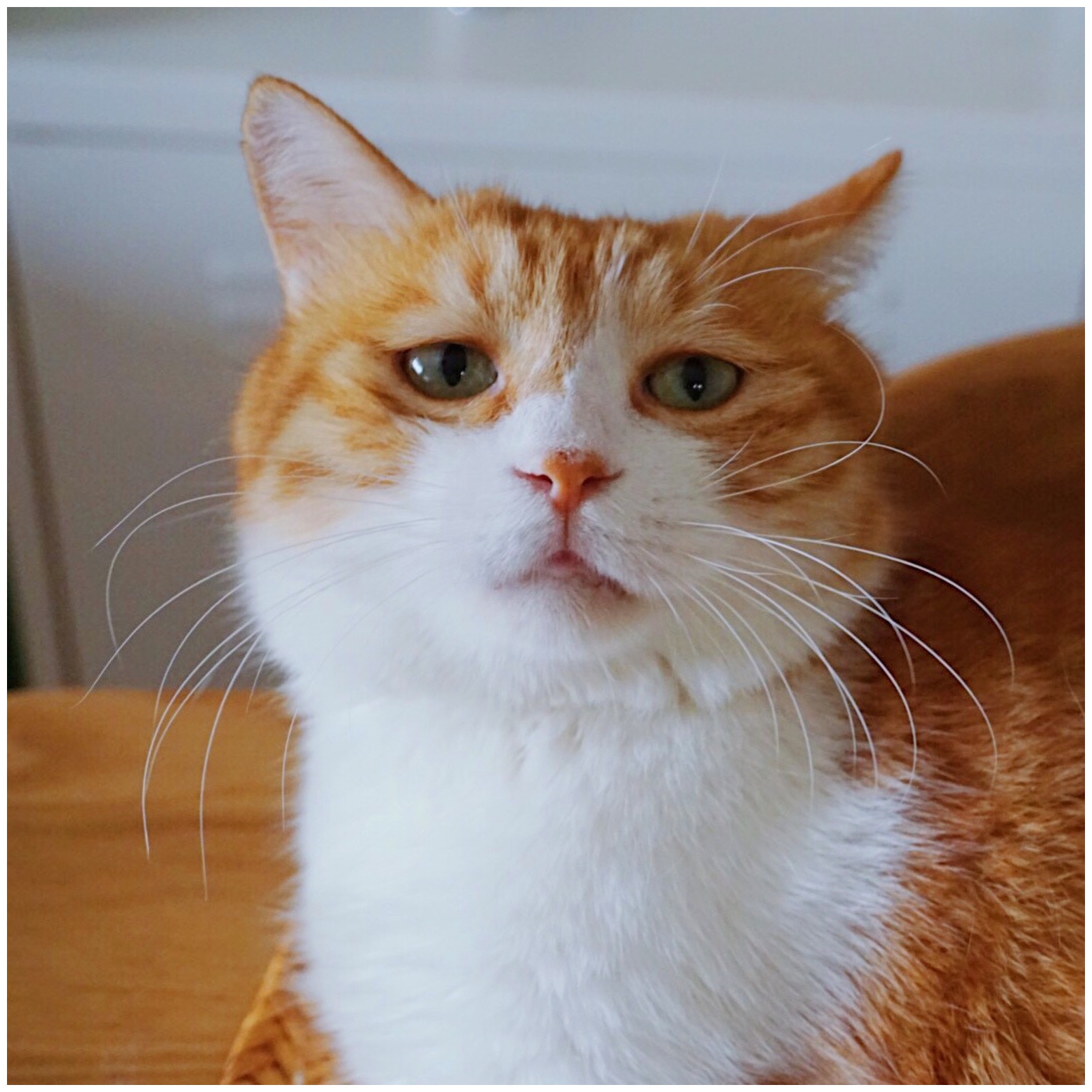 橘猫第一次品尝烧烤,眼神:就这样被你征服!