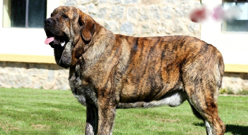 西班牙獒真正的欧洲最凶悍烈性犬