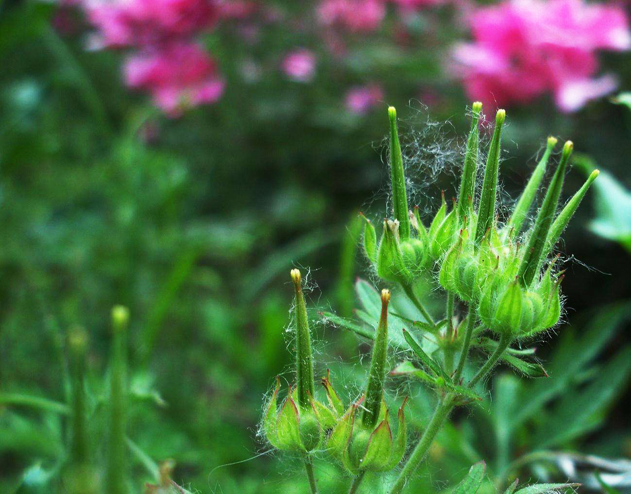 农村井边的一种野草,被称作"老鸦嘴",是治"跌打损伤"良药