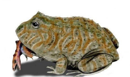 史前巨型魔鬼蛙:白垩纪末期这是一种体长达16英寸的史前青蛙,它的名字