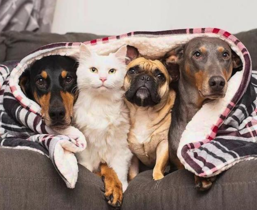 当它们的主人把它们的照片po在网上后,大家都纷纷感叹别人家的狗,别人