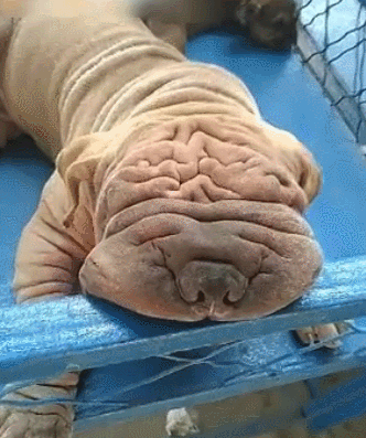 狗狗一趴下睡觉,满脸褶皱,网友:这也太丑了!