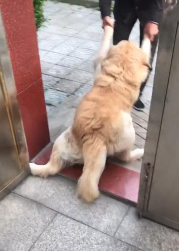 超可爱的金毛,闻着骨头味进邻居家,铲屎官拖都拖不走!