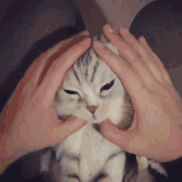 365_365gif 动态图 动图