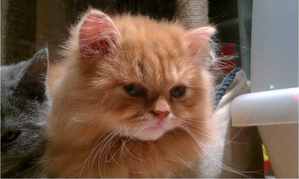 6个猫咪经典表情笑翻你!