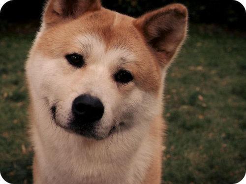 Image result for Shiba 狗 擁抱
