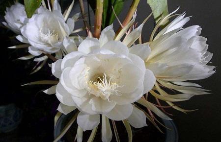 昙花开完花后别不管,修剪一下上点肥,很快二次开满花