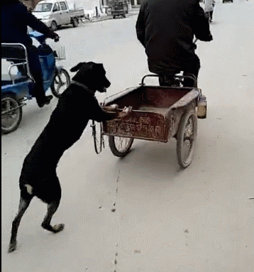 其实这些狗狗虽然不会说话,但它们也是挺懂事,有些时候为了能出去外面