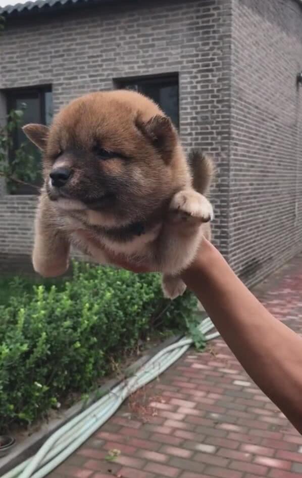 小狗被抓在半空中,飞起来一样,呆萌的扑腾自己 的双腿