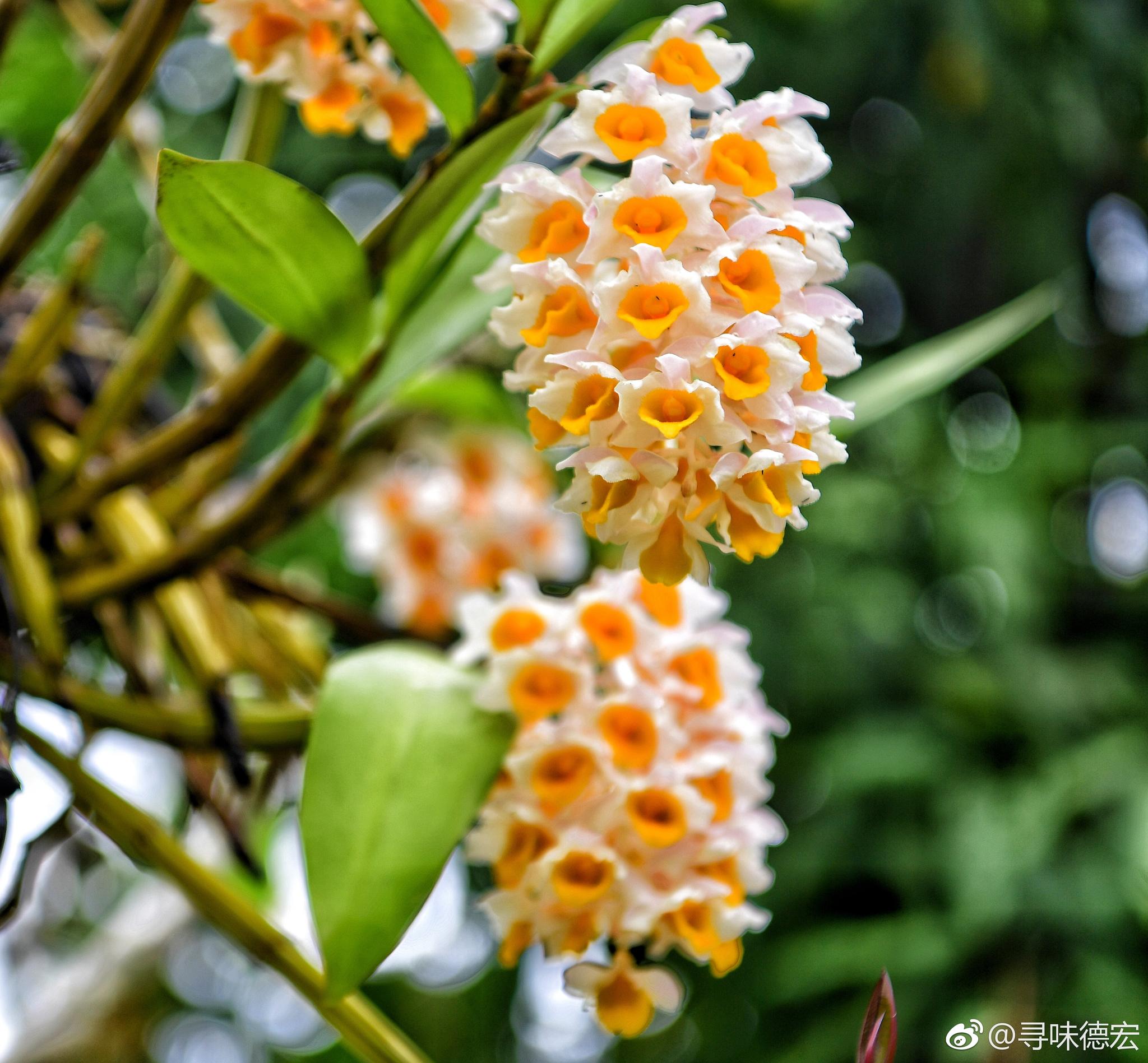 石斛鲜条保存方法 新鲜石斛功效与作用