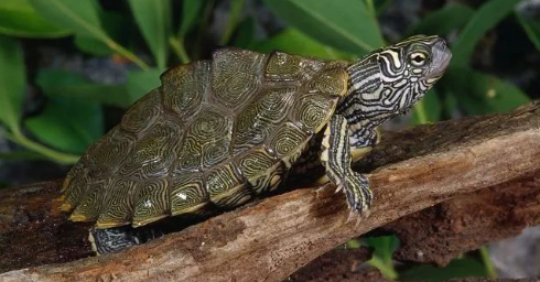 我滴个龟龟!你们可真秀,来看看你都认识哪些地