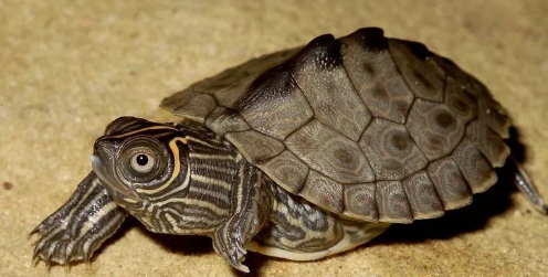 我滴个龟龟!你们可真秀,来看看你都认识哪些地