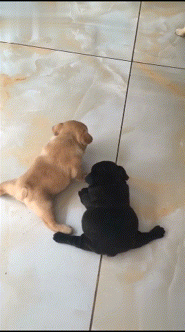 两只小奶狗比拼"一字马",小黑狗:都别动我啊,脚麻了