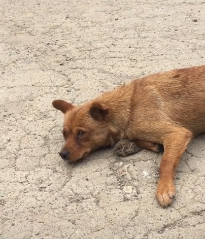 流浪狗捡到受伤麻雀,圈在怀里细心呵护,眼神让人心疼