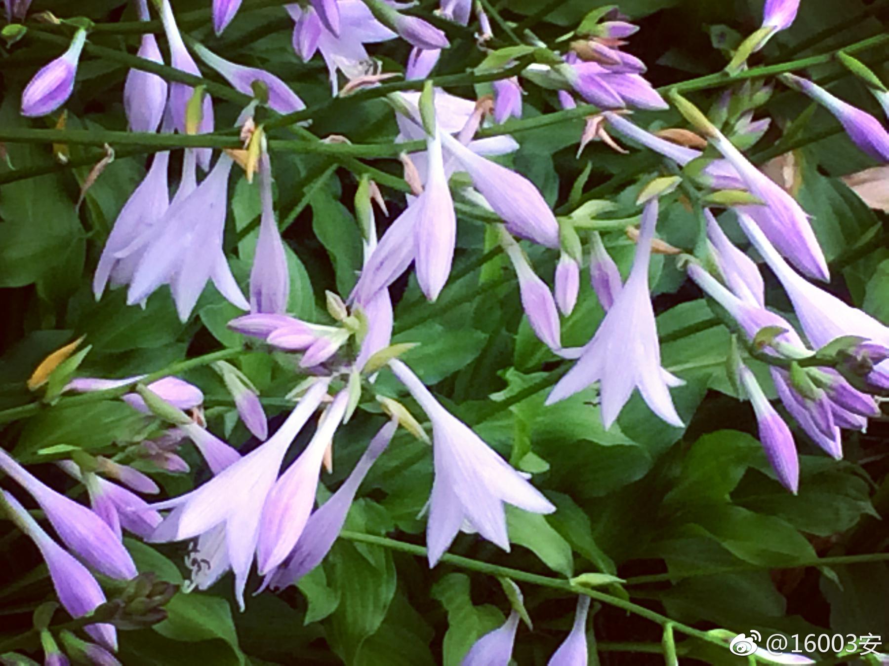 陌上谁遗白玉簮