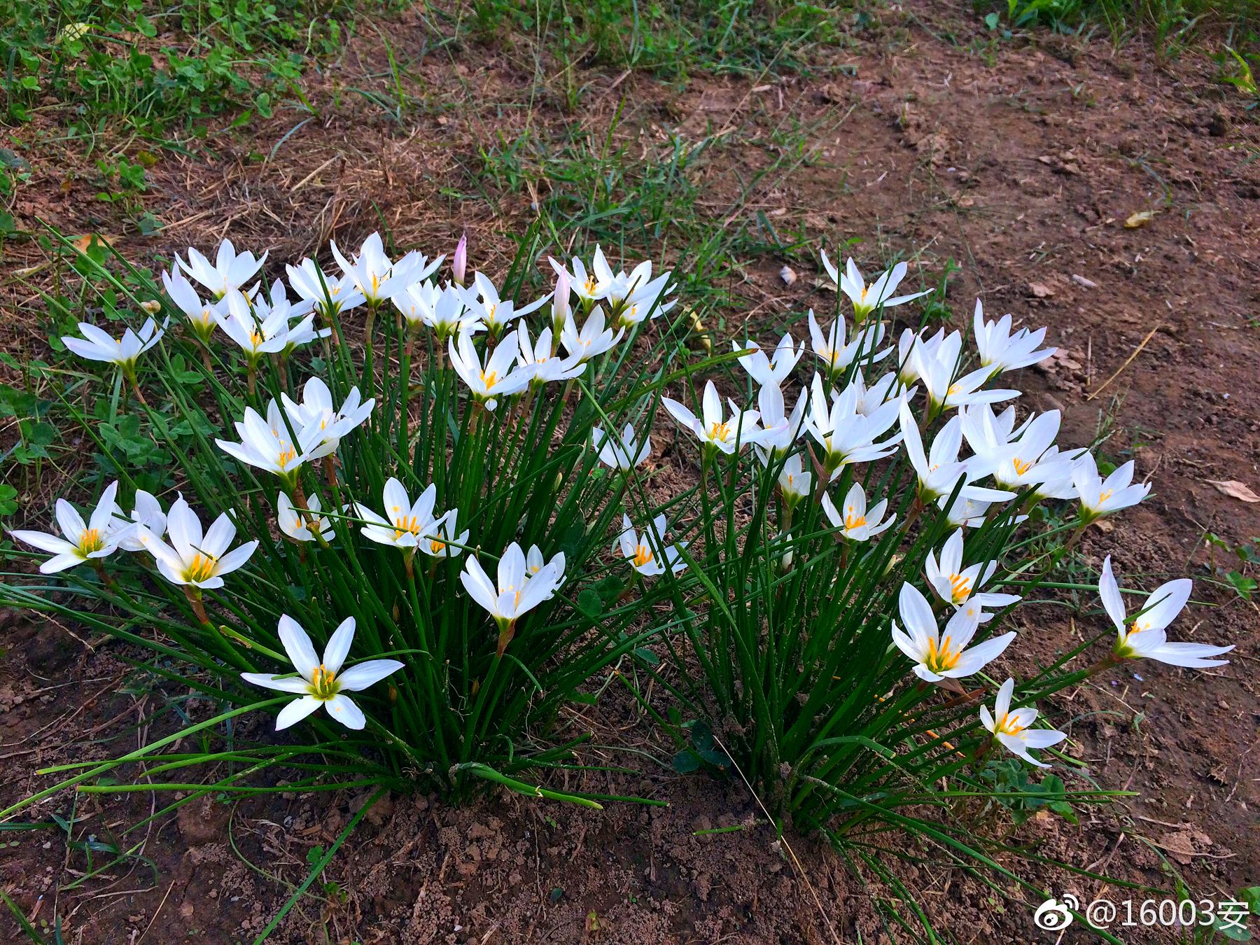 叶片的颜色是绿色且是形状是长条形葱兰的花期是在七月份左右,花朵的