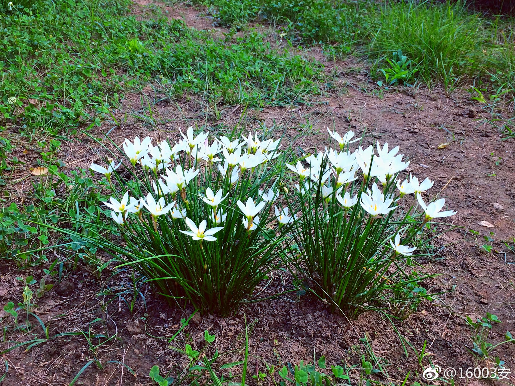葱兰(葱莲),秀雅洁白,不染纤尘,在一众园林绿植中
