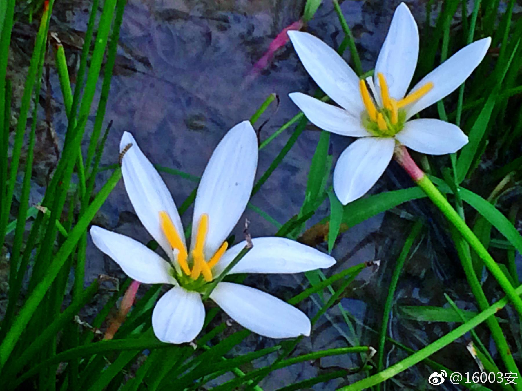 葱兰（葱莲），秀雅洁白，不染纤尘，在一众园林绿植中|园林|葱兰|纤尘_新浪新闻