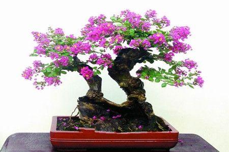 紫薇花盆景怎么修剪,造型多样,每天都有新鲜感