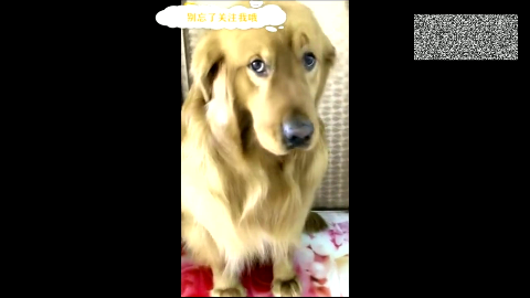 金毛蹲马桶,拉不出来委屈的要哭,表情萌翻了