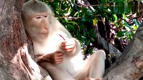 猴子躲在树上吃辣椒!被辣的狂啃树干,结果表情太酸了!