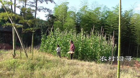 农村四哥:幺幺陪奶奶摘四季豆,今天要怎么做呢